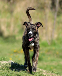 Hundebetreuung Friedrichshain 1